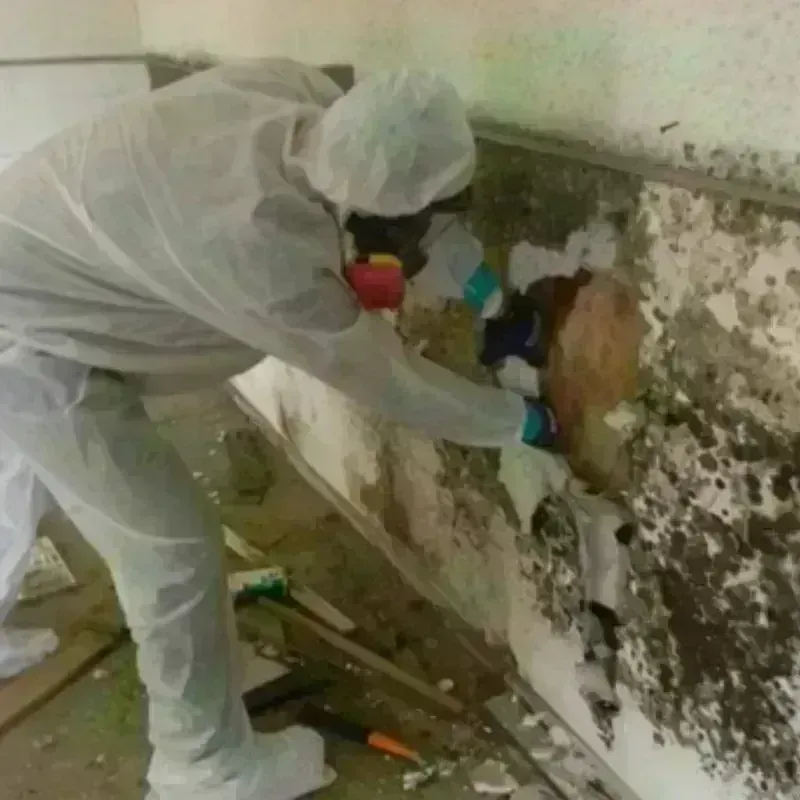 Mold Remediation and Removal in Willard, OH